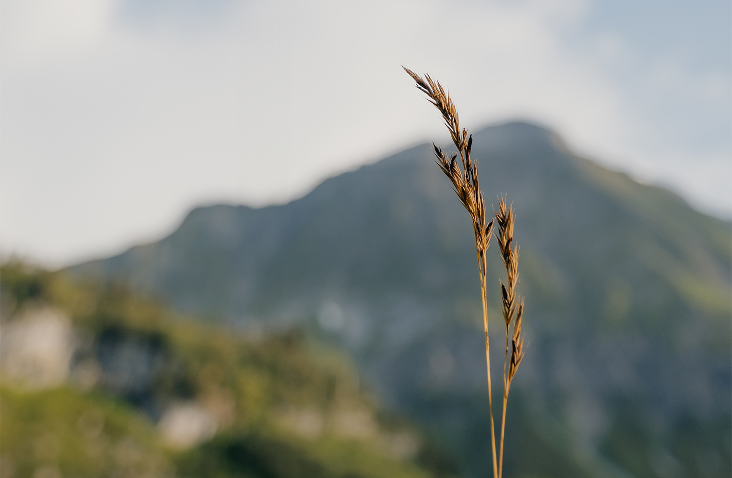 Grashalm im Fokus mit Berg im Hintergrund